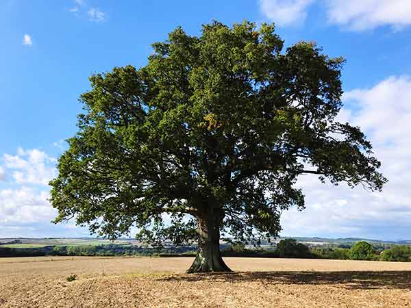 albero di quercia rovere