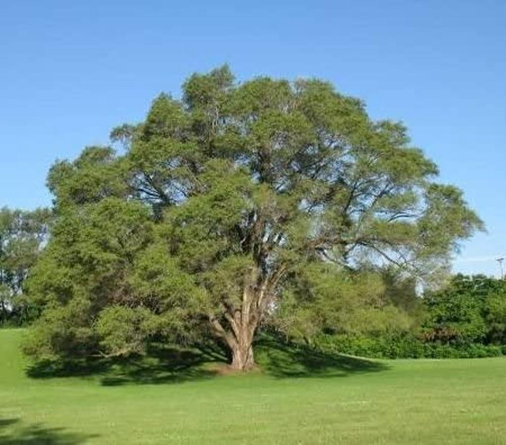 albero di Olmo Siberiano