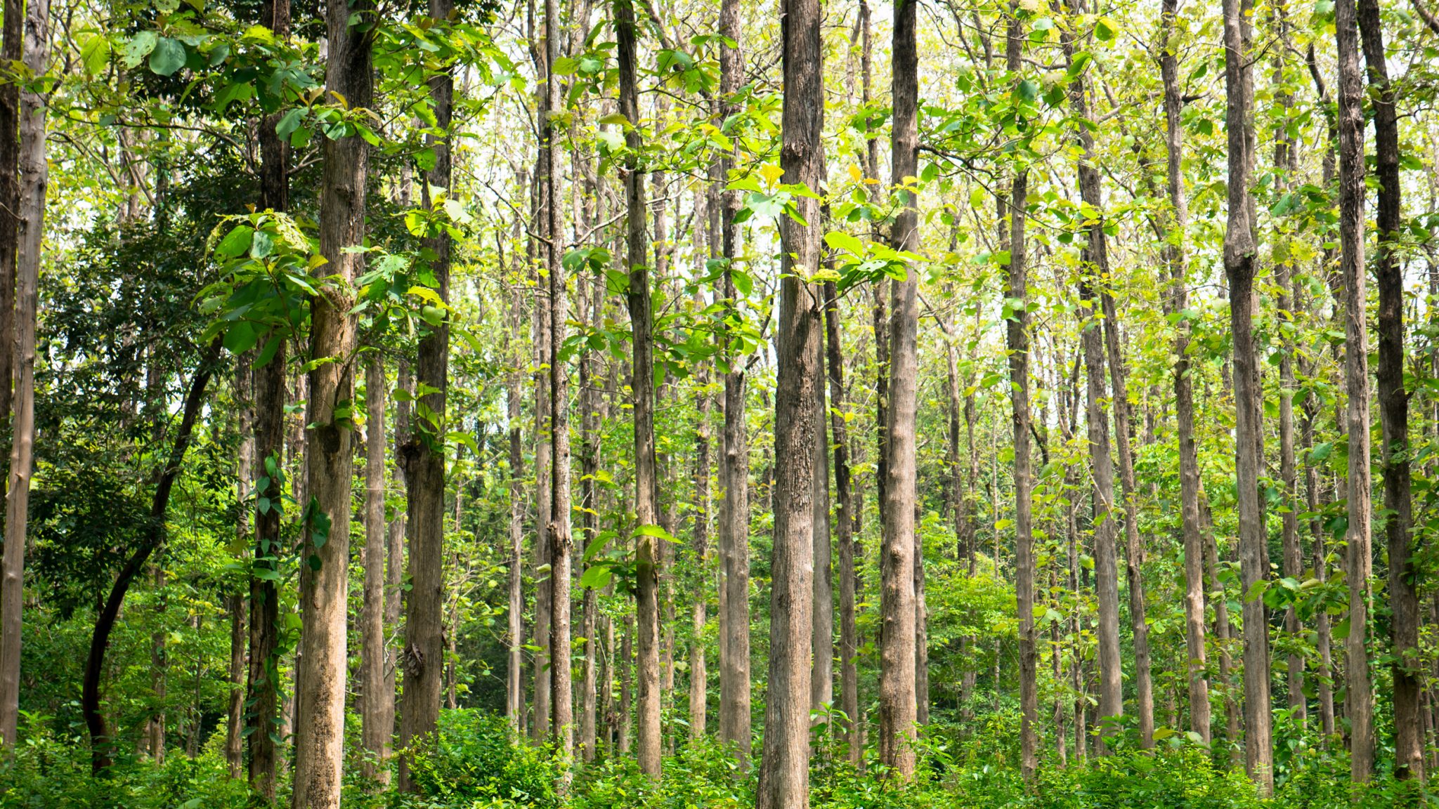 foresta tectona grandis legno di teak