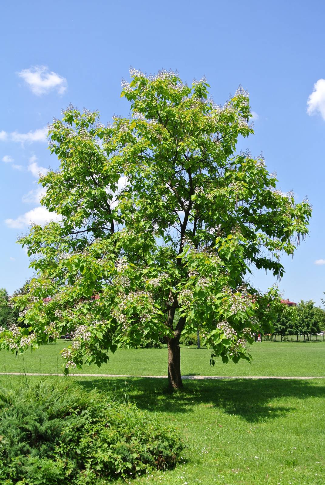 foto di un albero di frassino