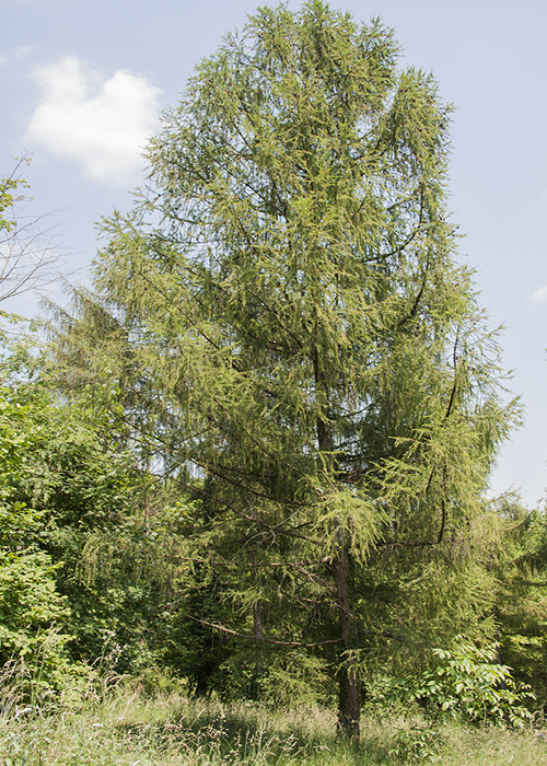 albero di larice